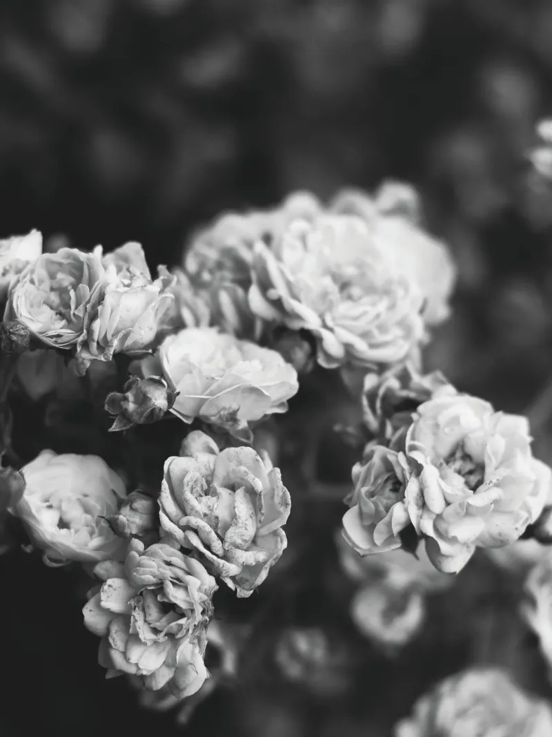 Rose vintage - splendore floreale senza tempo in bianco e nero pellicola backlit da Whole©