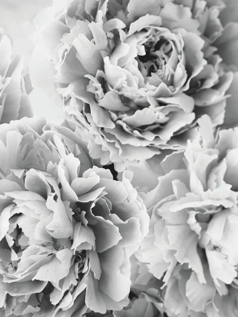 Peony splendour - Elegant black and white flowers hahnemühle by Whole©