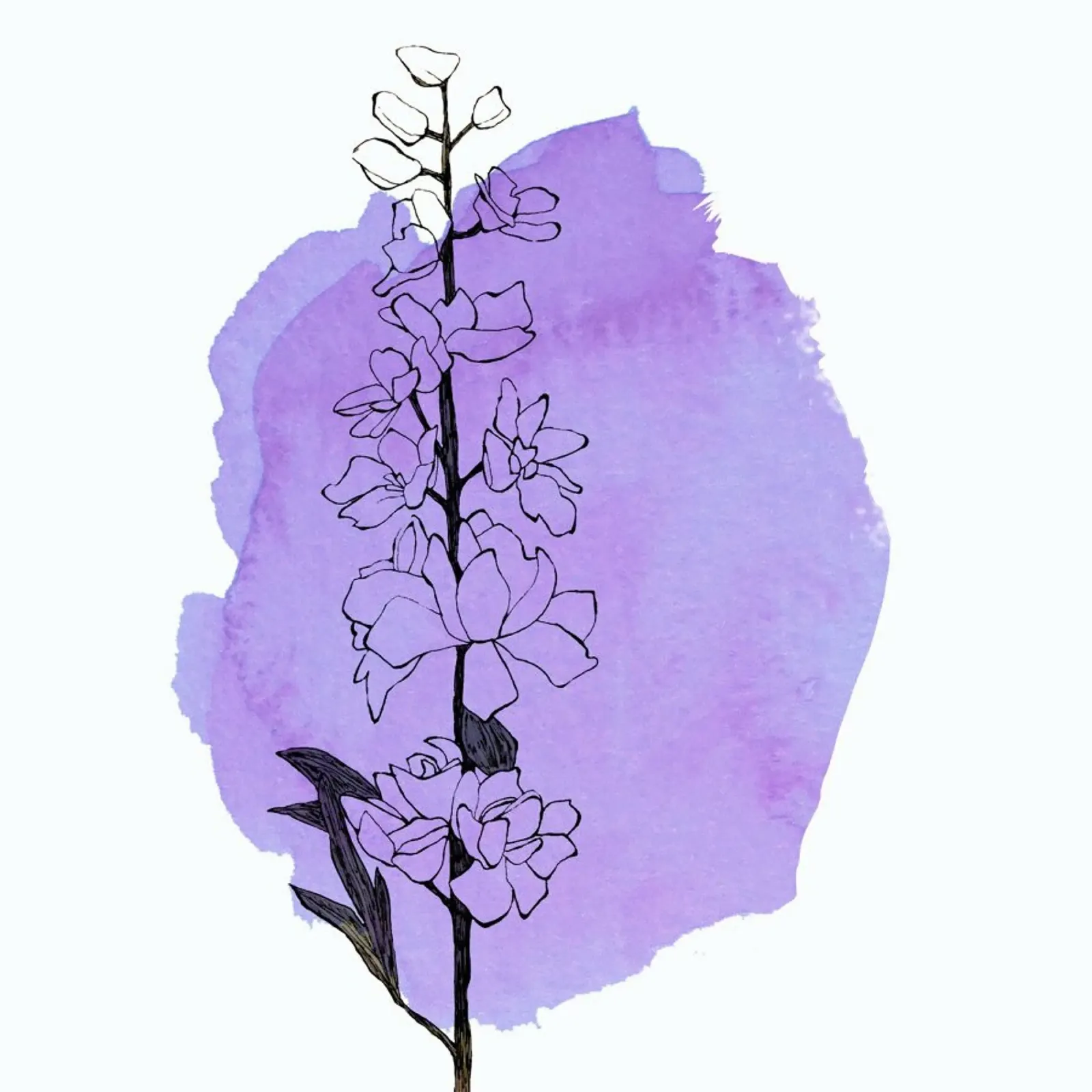 Delphinium poster da Morgan Kendall