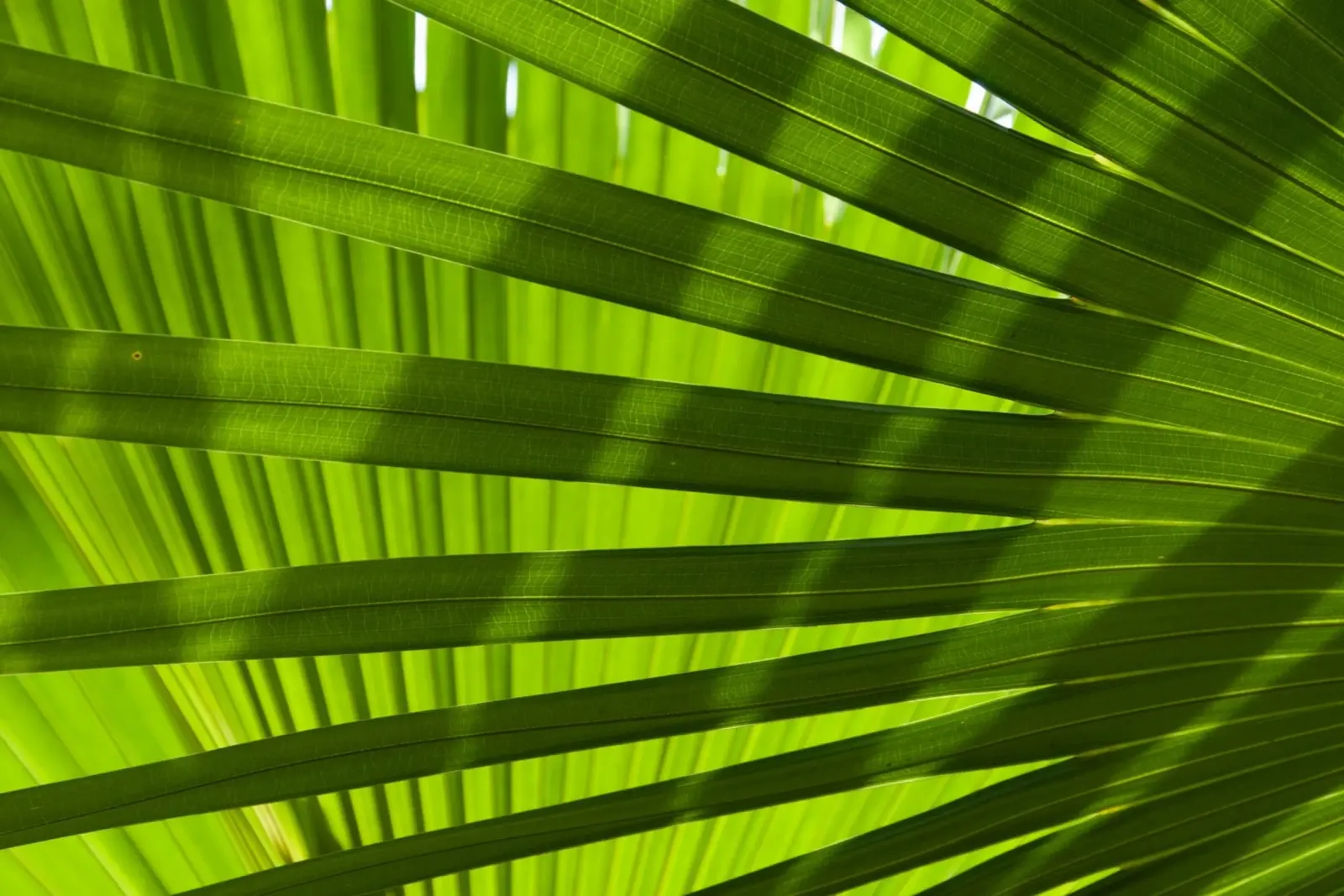 Palm Shadow 03 hahnemühle by amini54