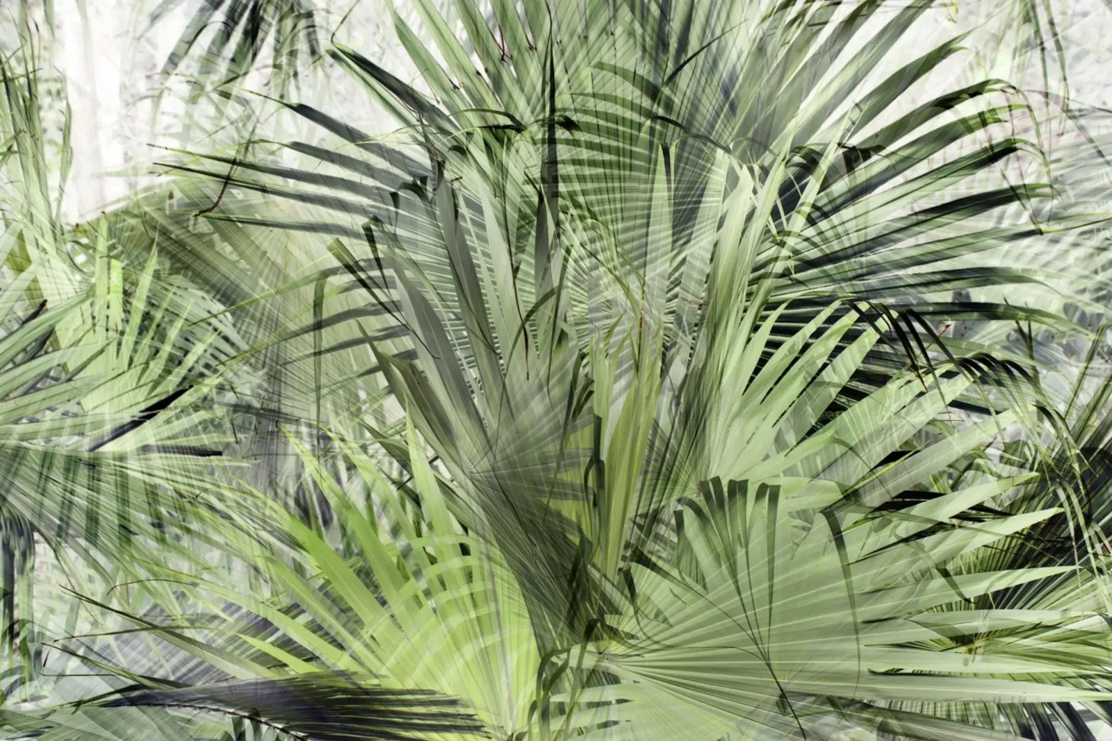 Palm Vibe 05 pellicola backlit da amini54