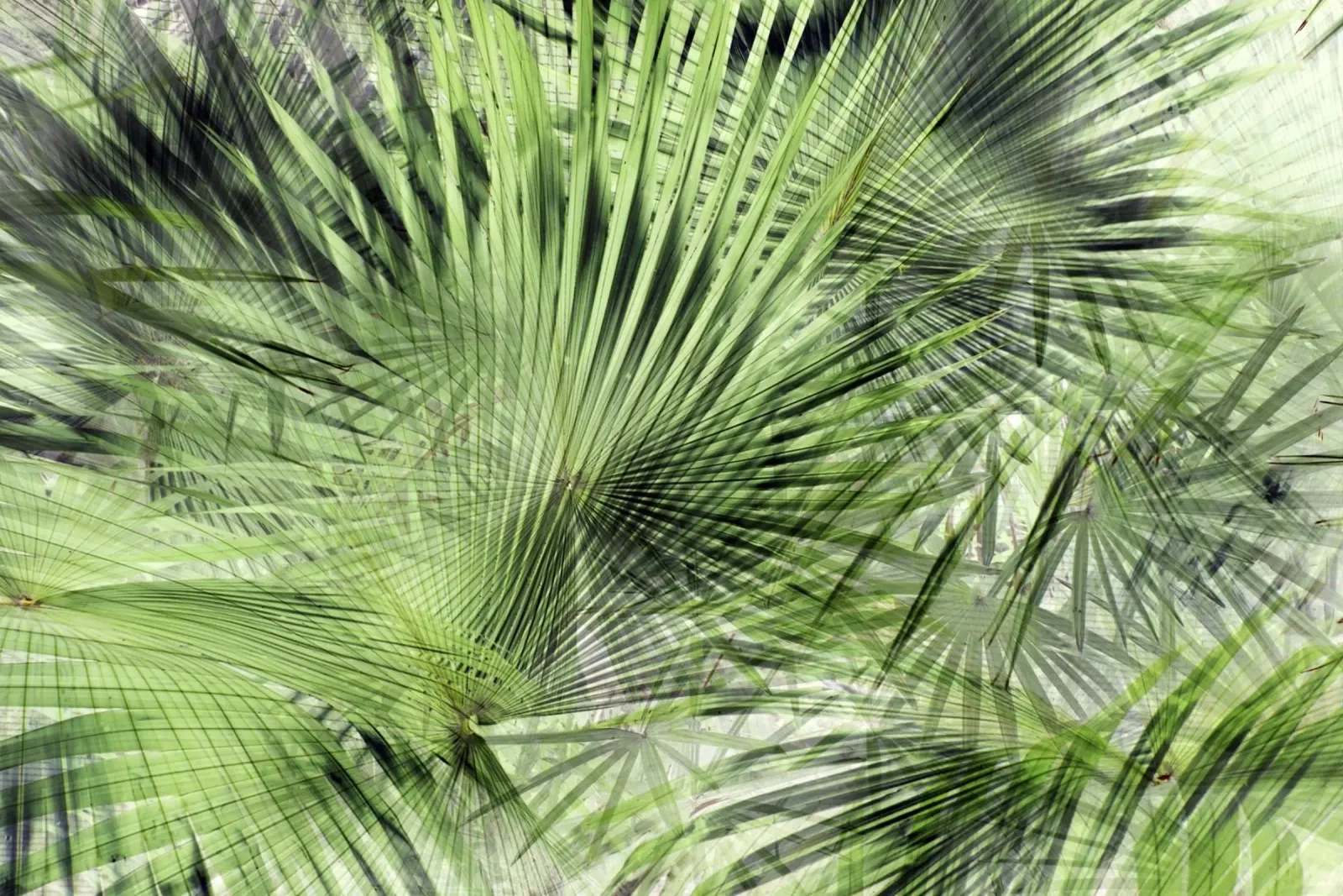 Palm Vibe 06 pellicola backlit da amini54