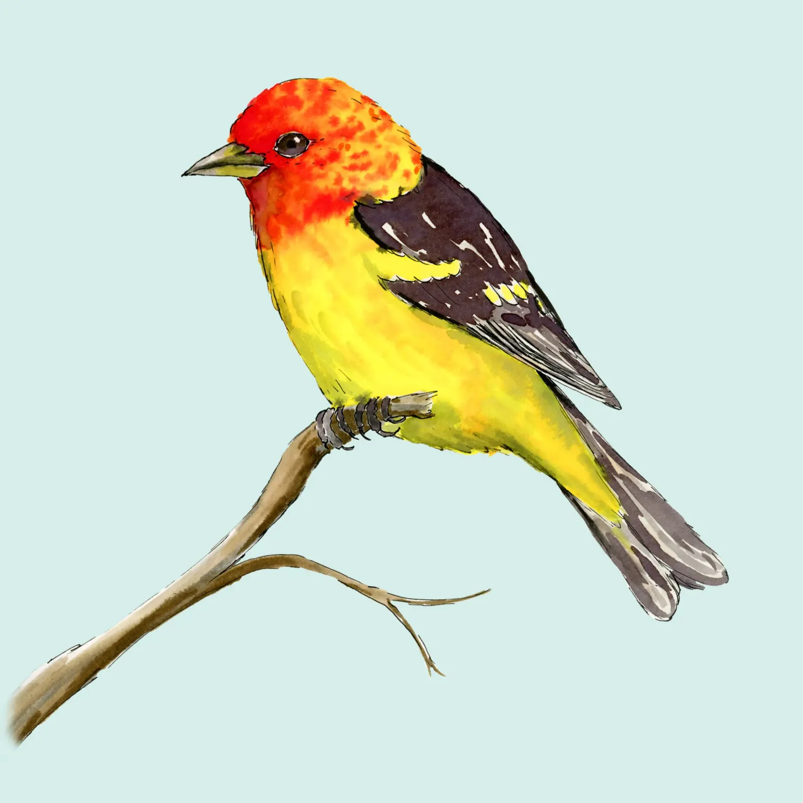 Disegno ad acquerello e inchiostro del tanager occidentale poster da BwiseLizzy
