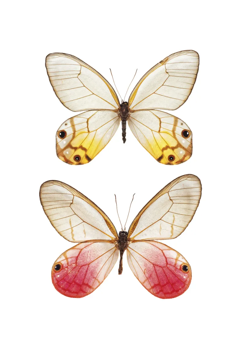 Élégance douce : Papillon jaune et rose hahnemühle de Curious Collections by Marielle Leenders