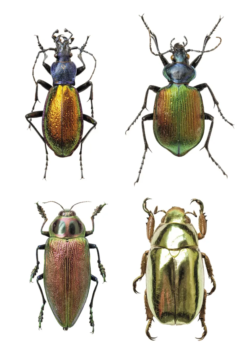 Schimmernde Juwelen: Vier schimmernde Käfer Hahnemühle von Curious Collections by Marielle Leenders