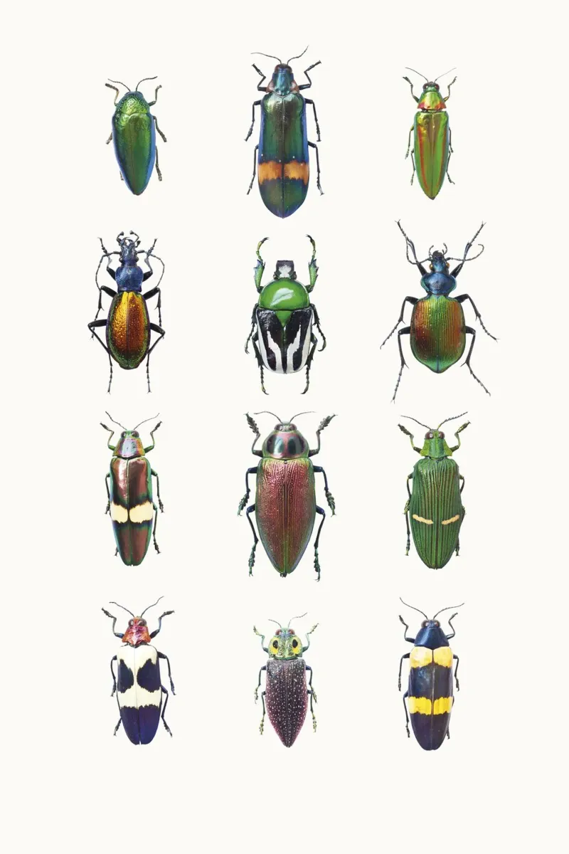 Schillernde Vielfalt: Diverse Käfer Hahnemühle von Curious Collections by Marielle Leenders