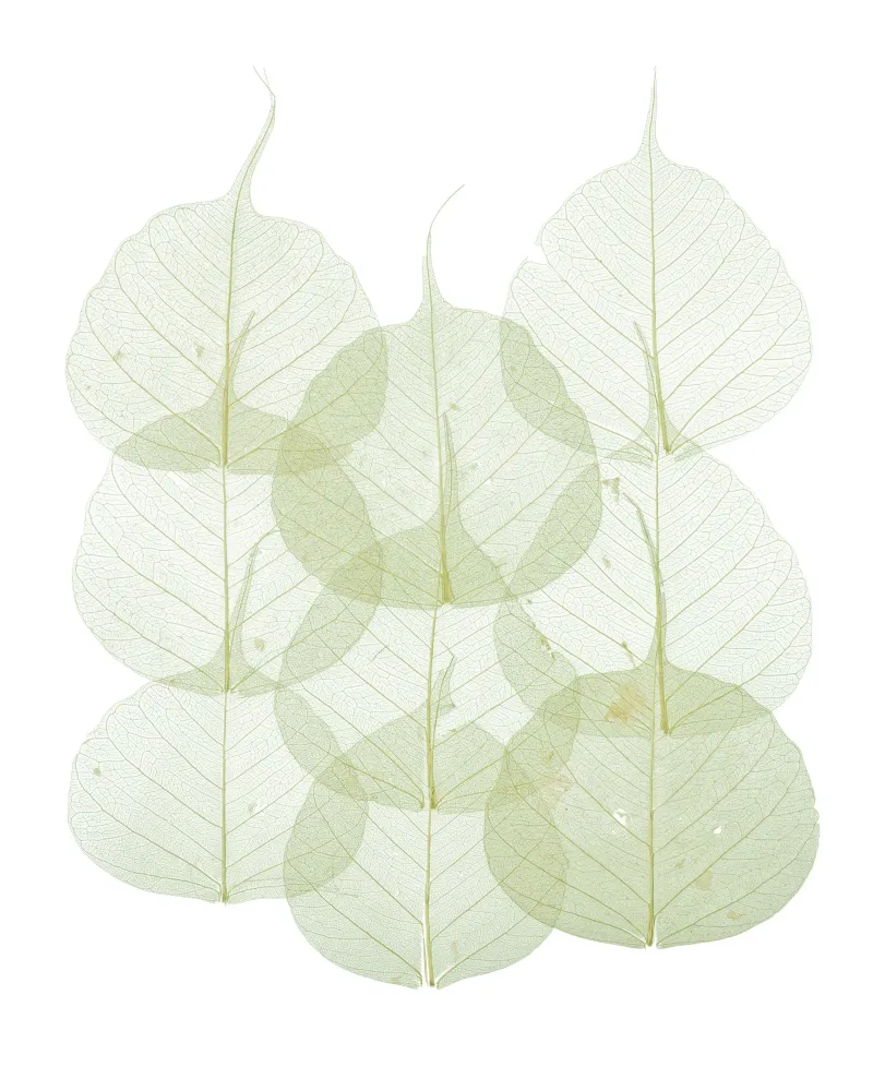 L'intricatezza della natura: Foglie verdi con venature poster da Curious Collections by Marielle Leenders