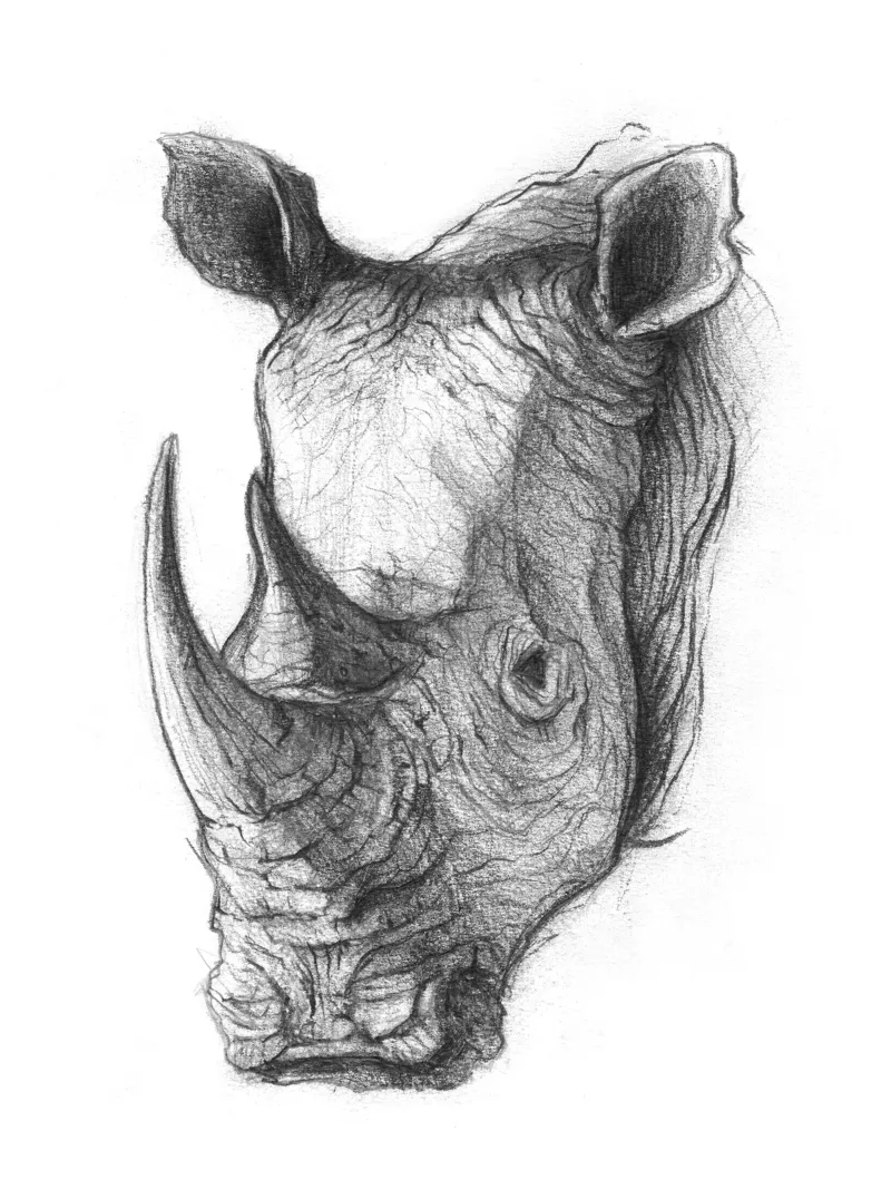 Rhino pellicola backlit da mikekoubou