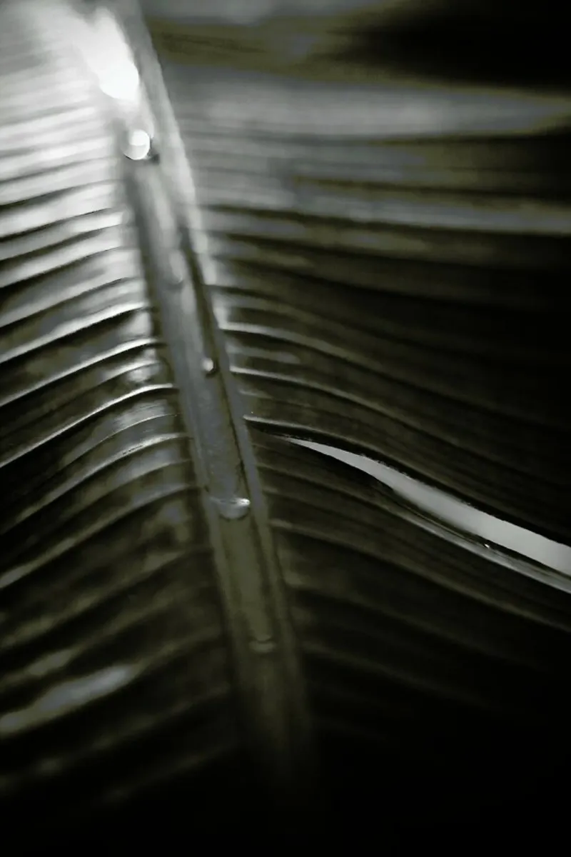 Botanical I - Banana Leaf pellicola backlit da Anja Hebrank Photography