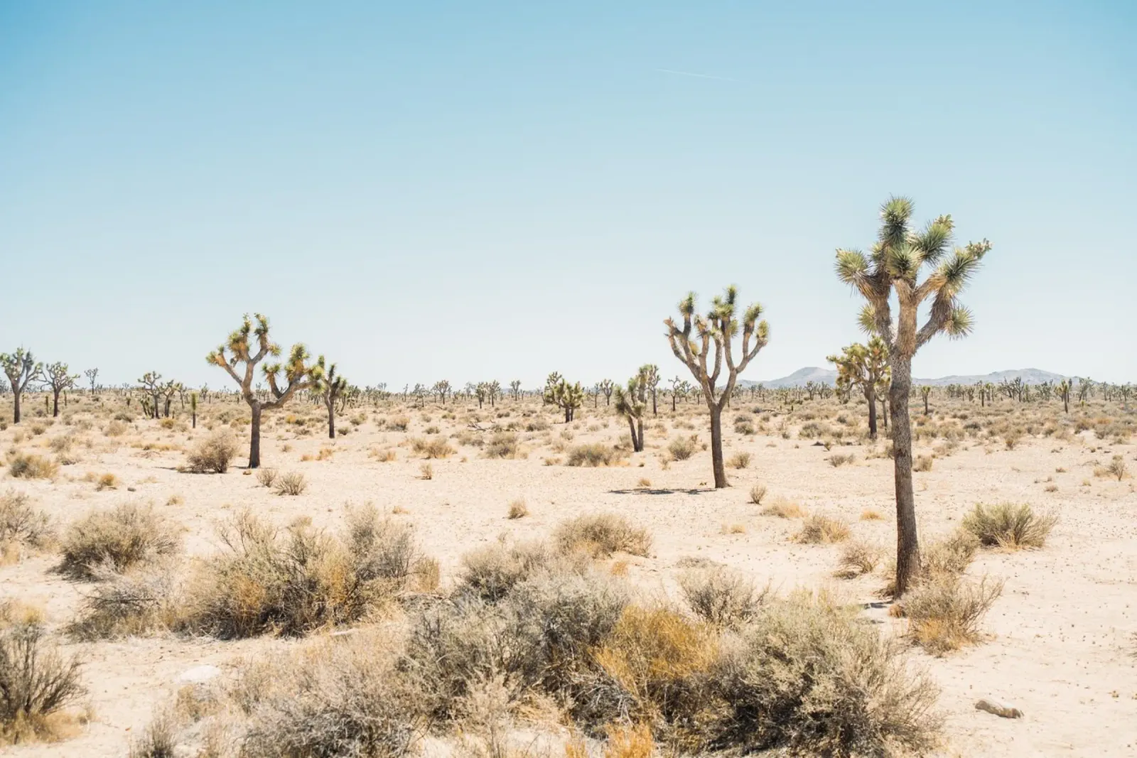 Joshua Tree National Park pellicola backlit da patiphotography