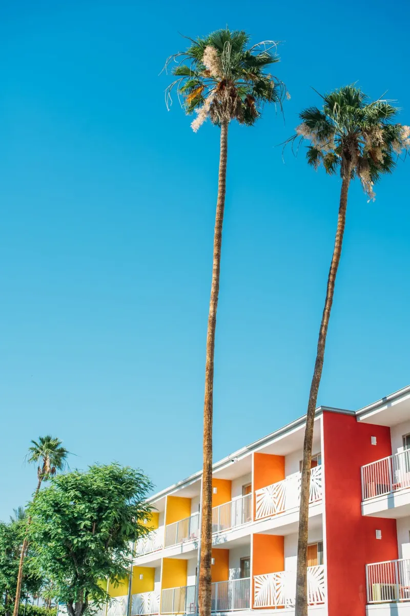 Palm Springs Trees pellicola backlit da patiphotography