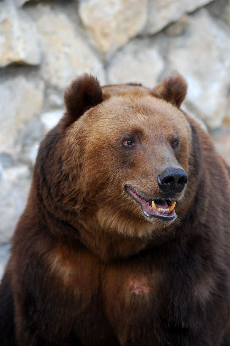 Orso plexiglass da Alexey