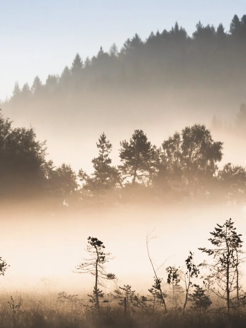 Cloud forest - Mystical natural atmosphere canvas by Whole©