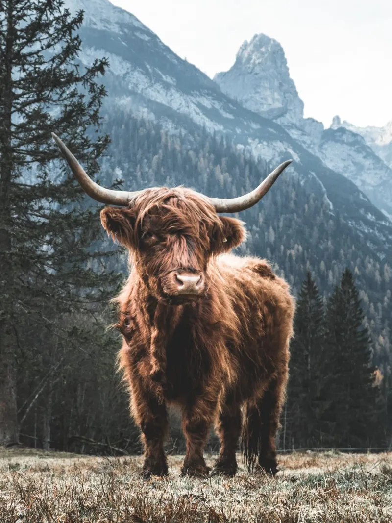 Highland cow in front of a mountain backdrop - Rustic nature photography canvas by Whole©