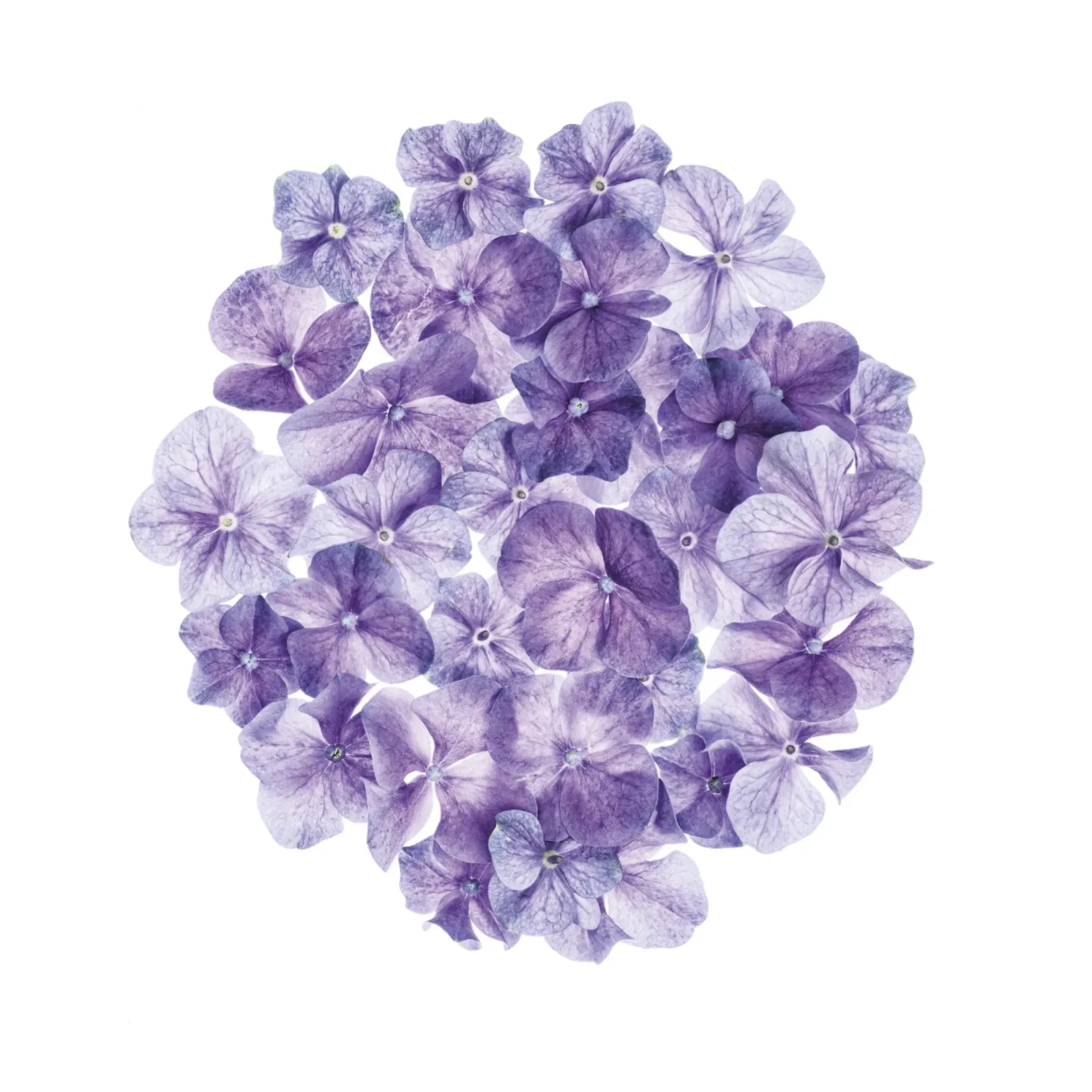 Cercle d'élégance : Fleurs d'hortensia délicates et violettes toile avec Caisse américaine de Curious Collections by Marielle Leenders