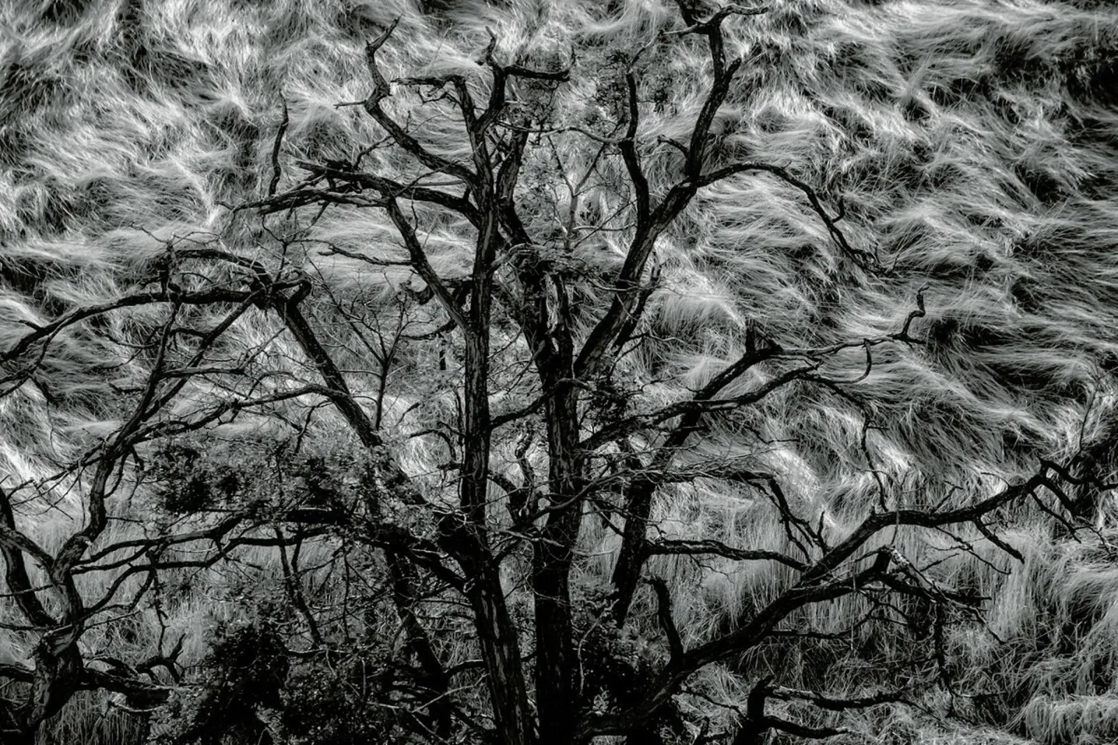 Wasco Tree - Bill Devlin tela da Pictufy