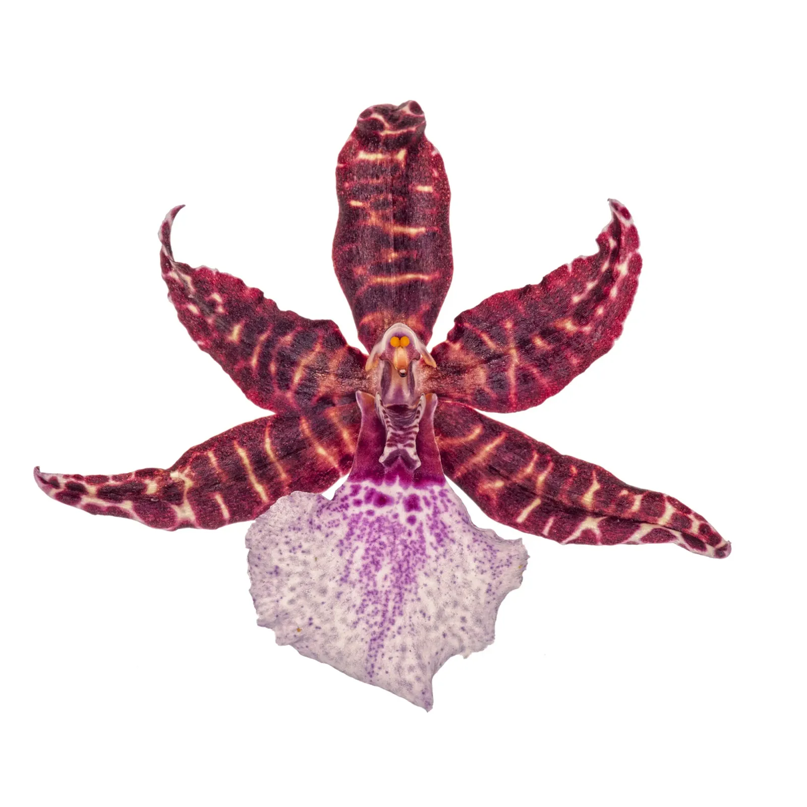 Bellezza squisita: Orchidea rossa poster con telaio in alluminio da Curious Collections by Marielle Leenders