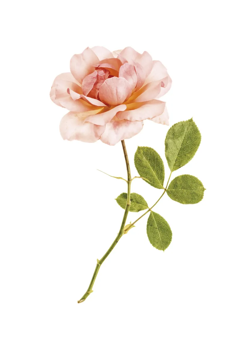 L'élégance intemporelle : Rose abricot unique hahnemühle de Curious Collections by Marielle Leenders