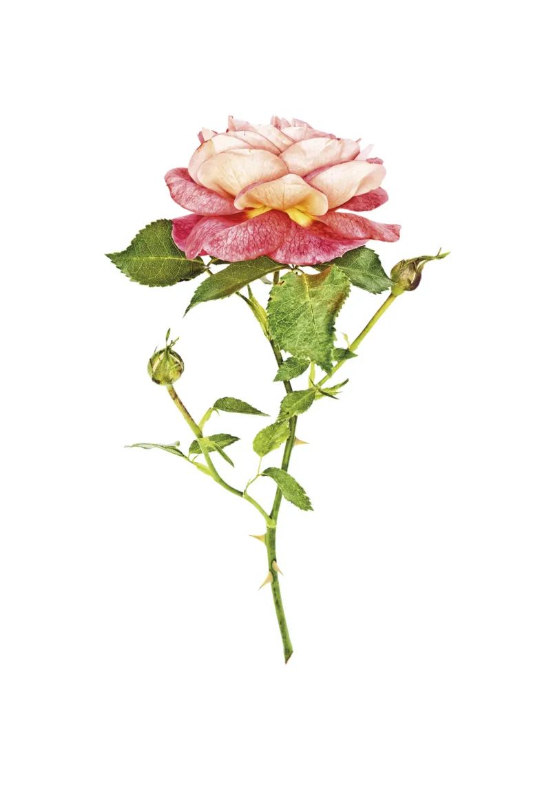 Fusione elegante: rosa arancio-rosa pellicola backlit da Curious Collections by Marielle Leenders