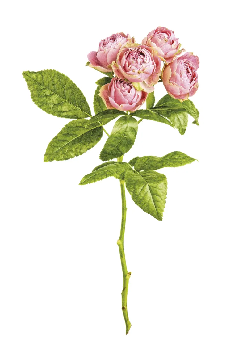 Bellezza delicata: Rose rosa in miniatura carta hahnemühle da Curious Collections by Marielle Leenders