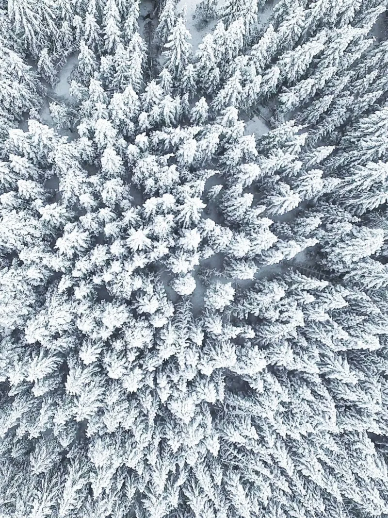 Cima degli alberi d'inverno - paesaggio innevato dall'alto pellicola backlit da Whole©