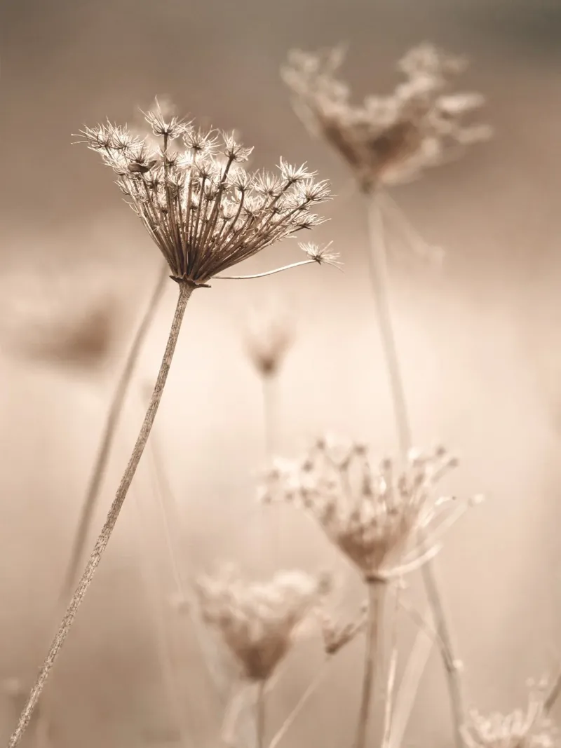 Fiore di campo in filigrana - eleganza naturale con un look vintage poster con telaio in plastica da Whole©