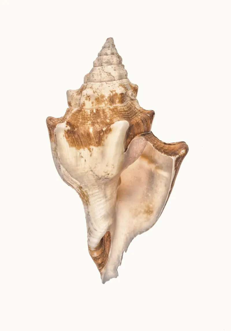 Exotic Elegance: Large Tropical Seashell Poster hahnemühle by Curious Collections by Marielle Leenders
