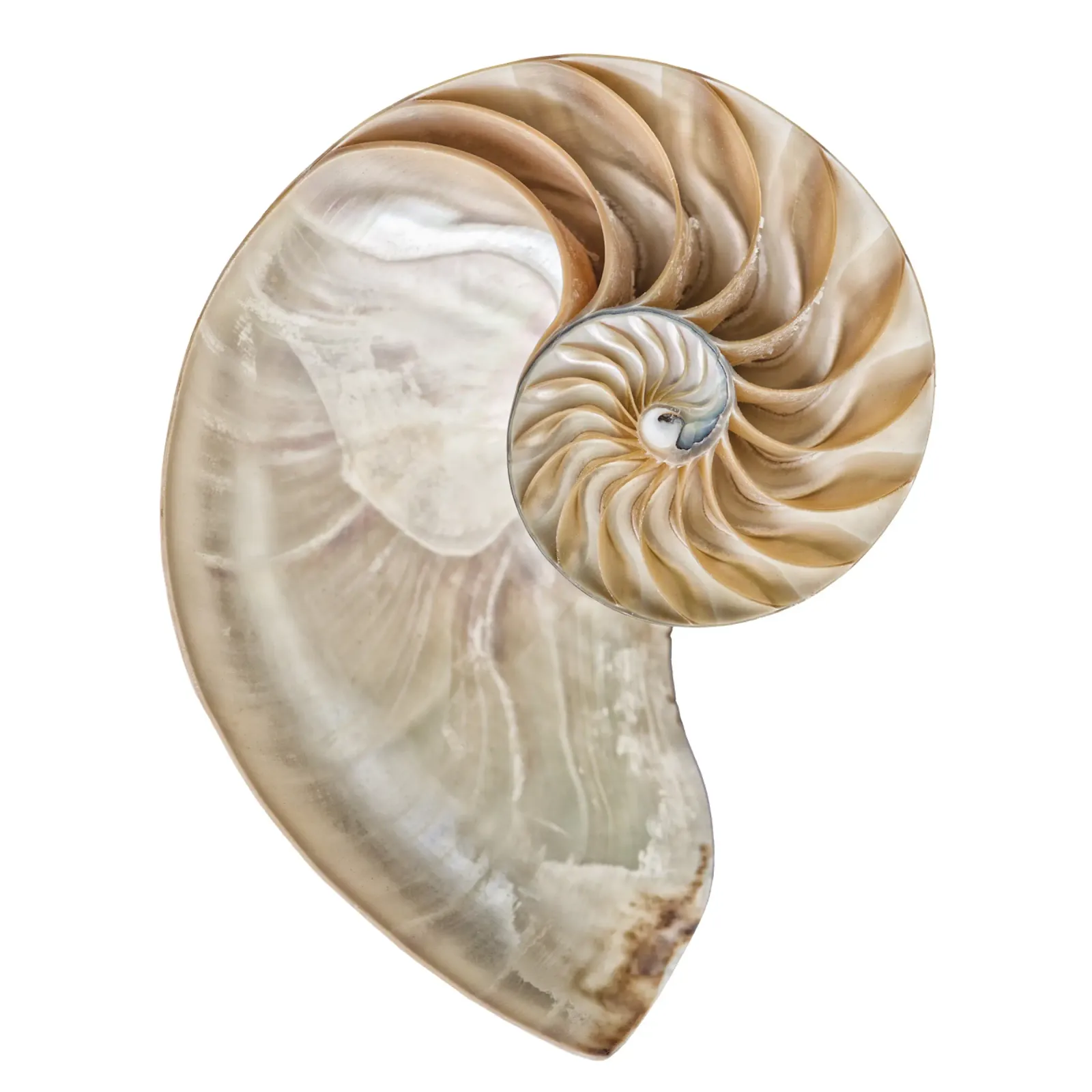 Natural Perfection: Cross-Section Nautilus Shell canvas by Curious Collections by Marielle Leenders