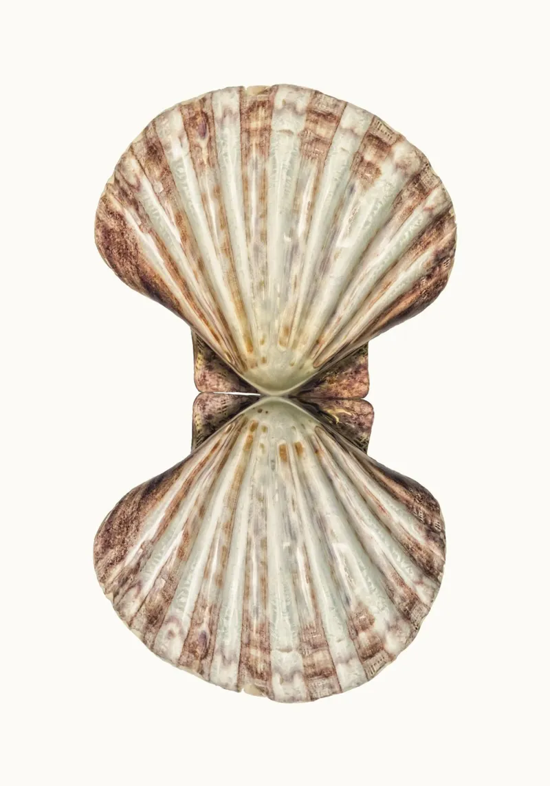 Poster della conchiglia di Venere pellicola backlit da Curious Collections by Marielle Leenders