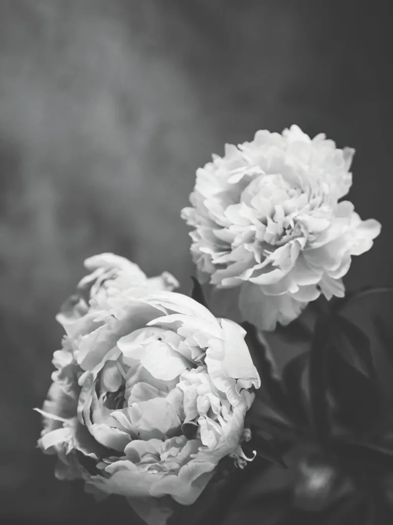 Romantic peonies - Classic black and white photography acrylic glass by Whole©
