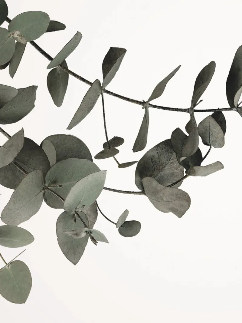 Eucalyptus Minimal - un motif naturel élégant dans des tons discrets hahnemühle de Whole©