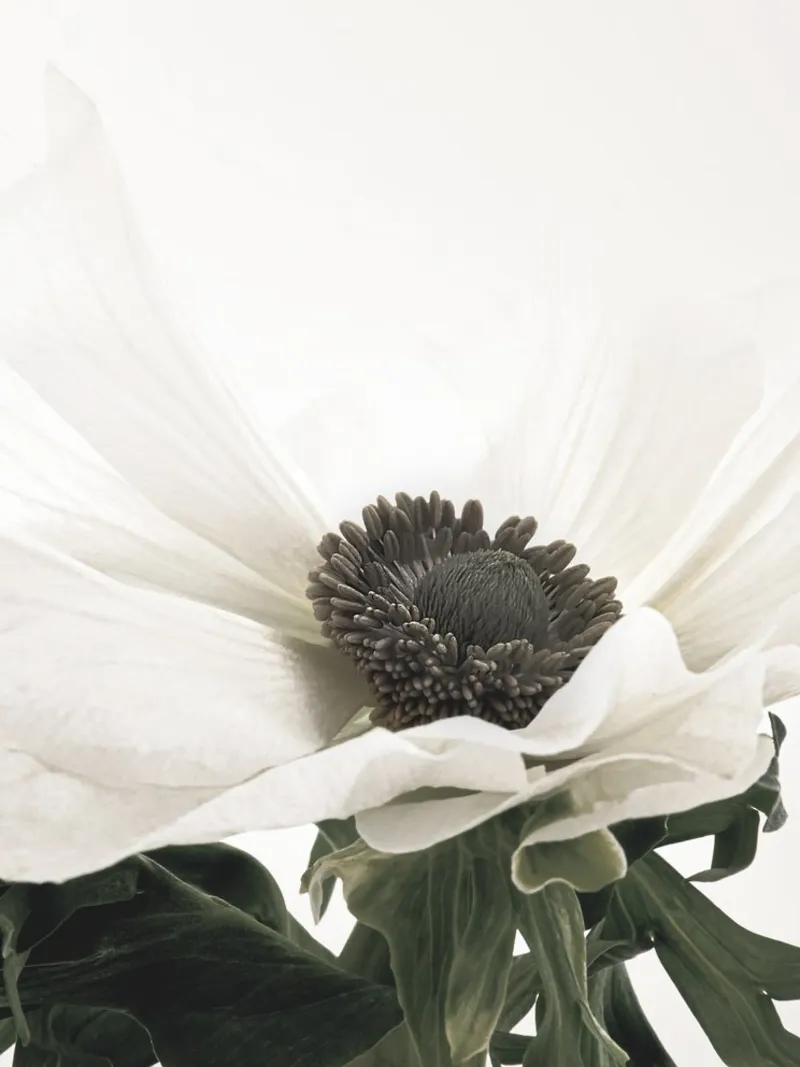 Elegant anemone - timeless flower picture in soft colours hahnemühle by Whole©