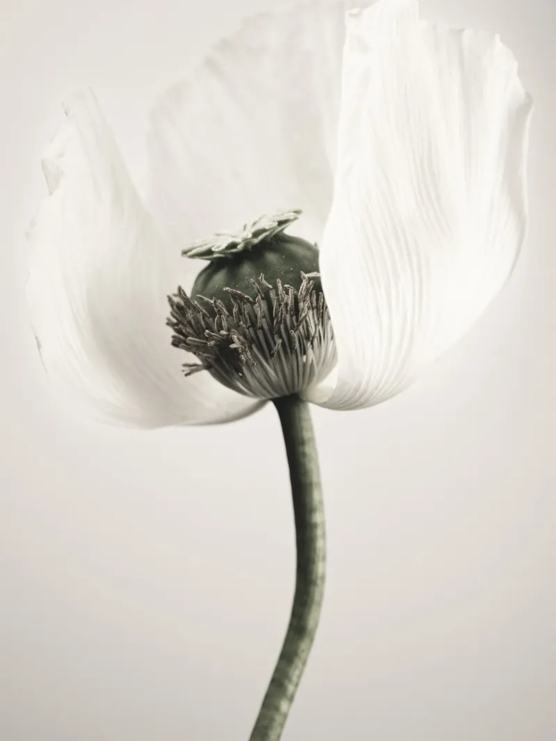 Noble poppy - Subtle floral motif in soft tones hahnemühle by Whole©