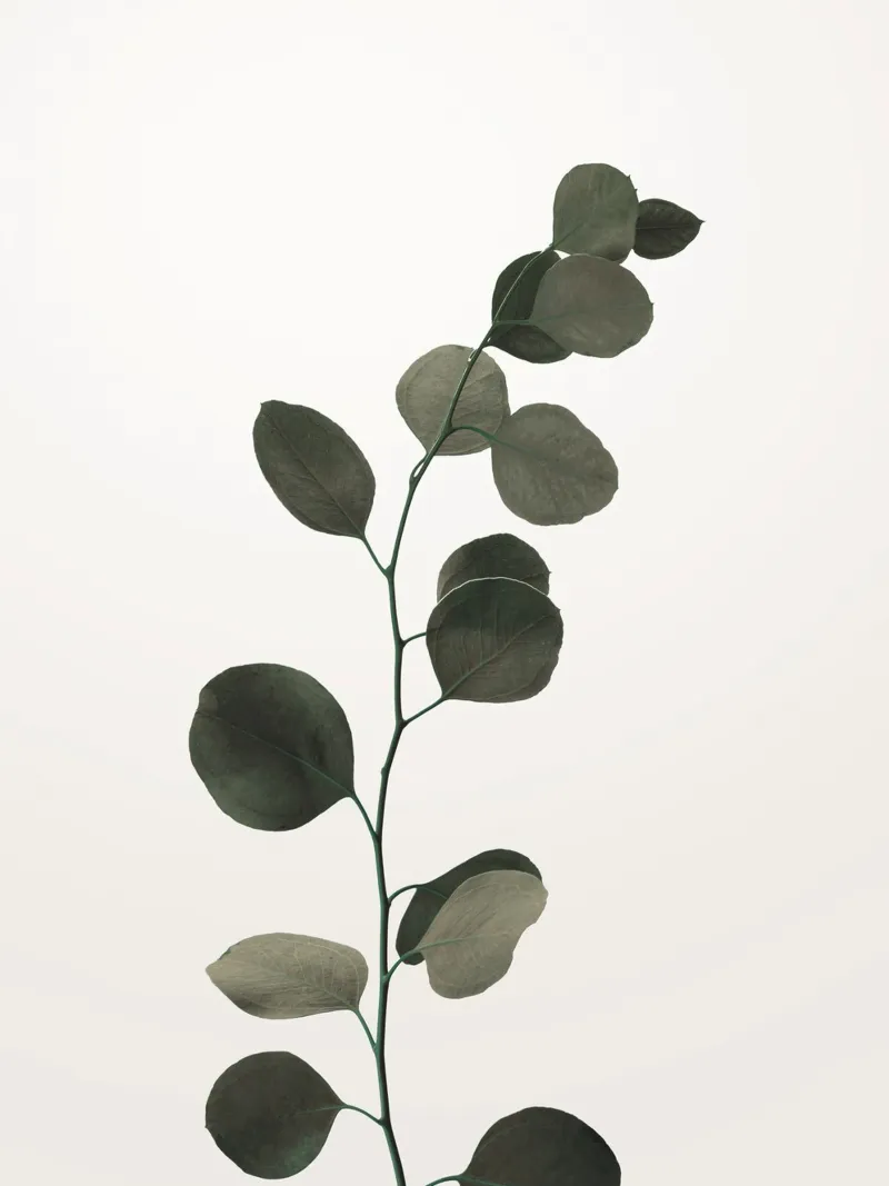 Eucalyptus minimal - une élégance botanique stylée poster avec cadre en aluminium de Whole©