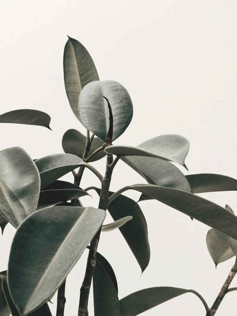 Modern rubber tree leaf - Stylish natural design hahnemühle by Whole©