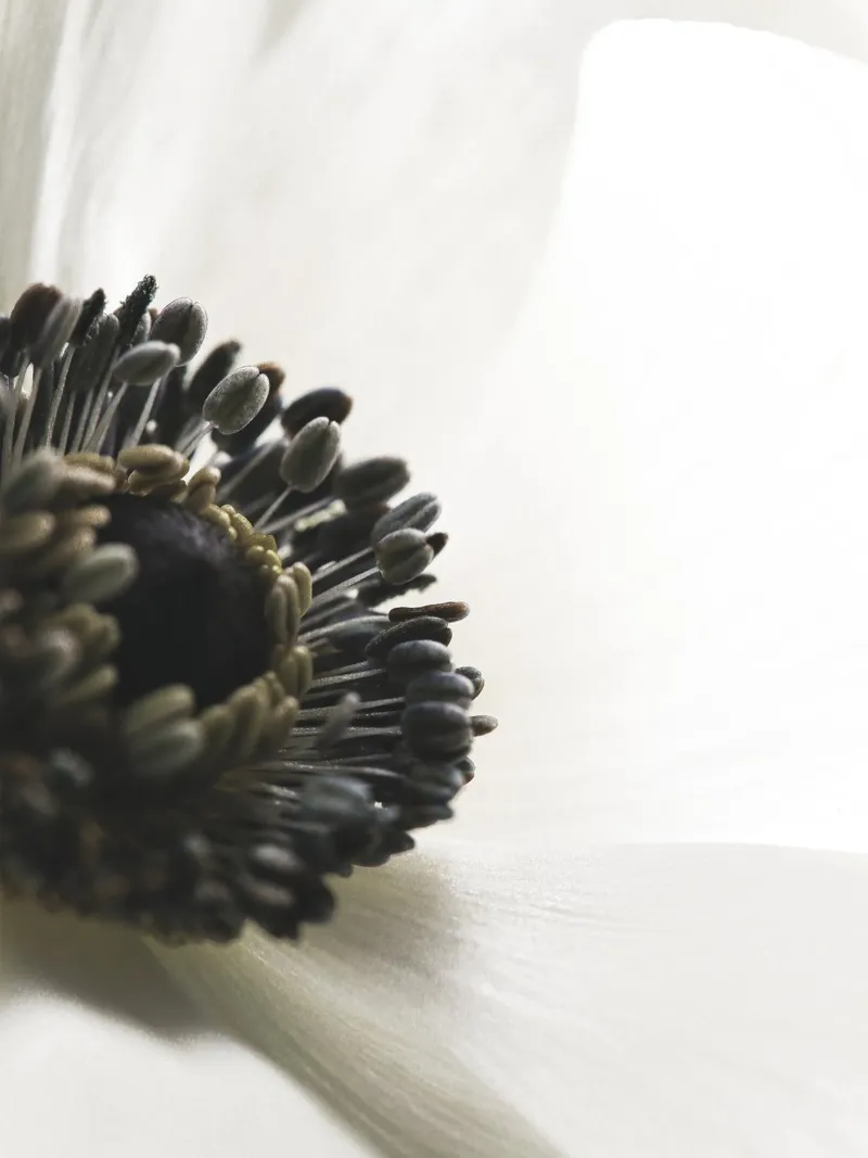 Detailed blossom - Delicate flower motif in close-up hahnemühle by Whole©