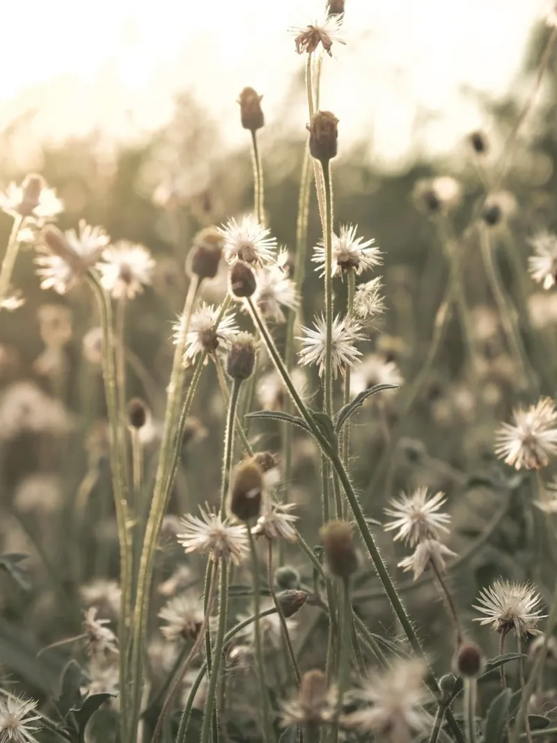 Wilde bloemen in zonlicht - natuur muurkunst vintage stijl canvas met Baklijst van Whole©