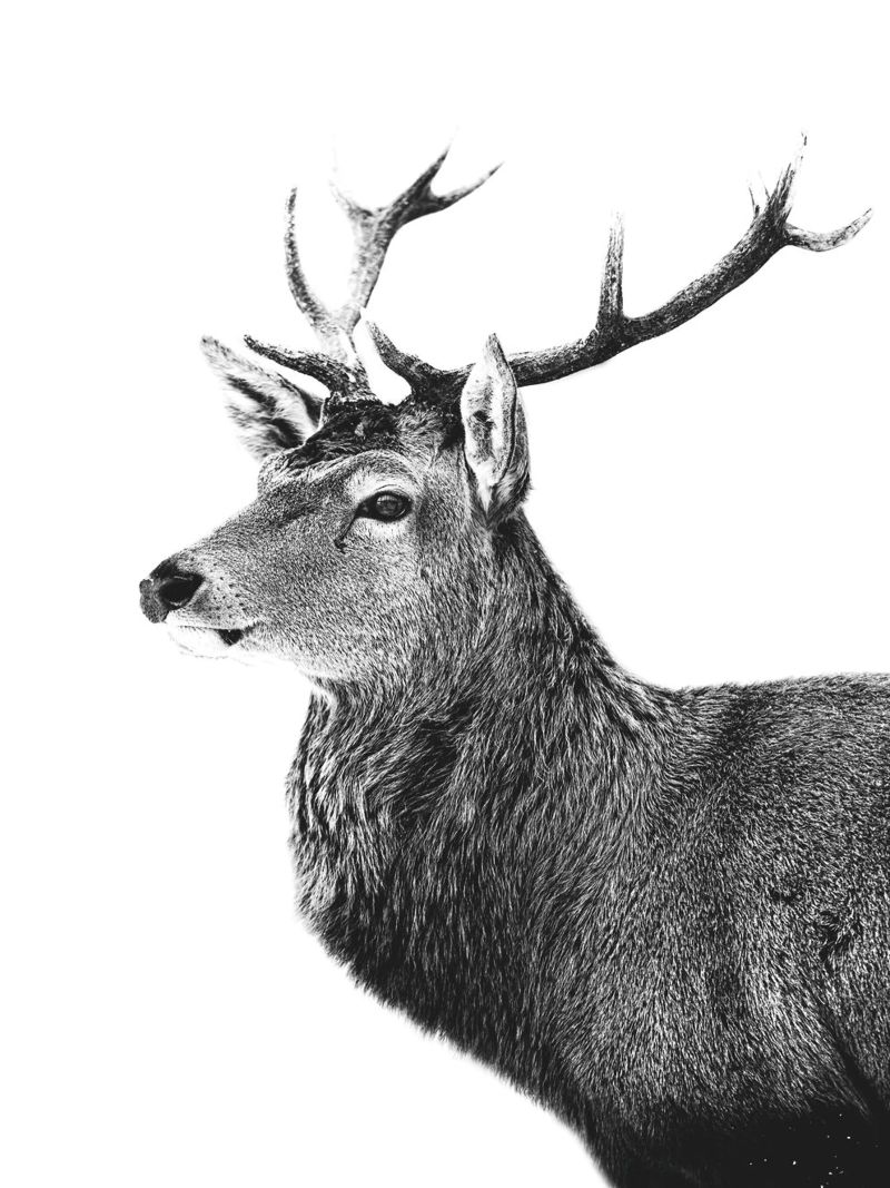 Elegantes Hirsch Motiv in Schwarz-Weiß Zeitlose Naturkunst Leinwand von Whole©