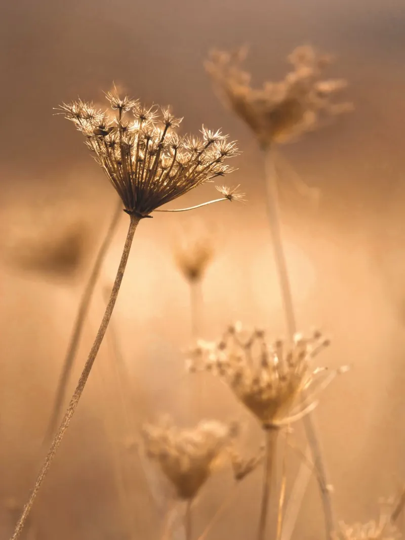 La nature en filigrane dans un sépia chaleureux - une élégance intemporelle hahnemühle de Whole©