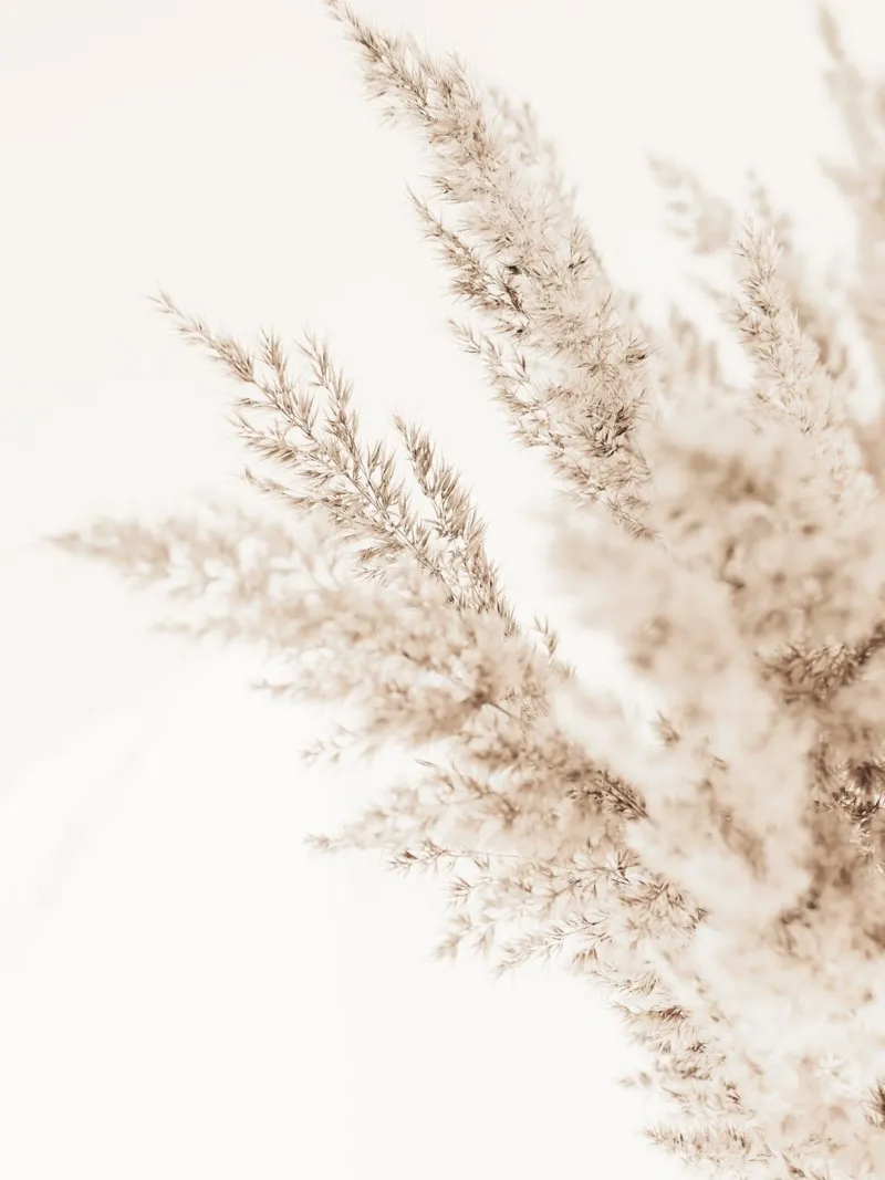 Elegant pampagras - Minimalistisch natuurlijk ontwerp forex-plaat van Whole©