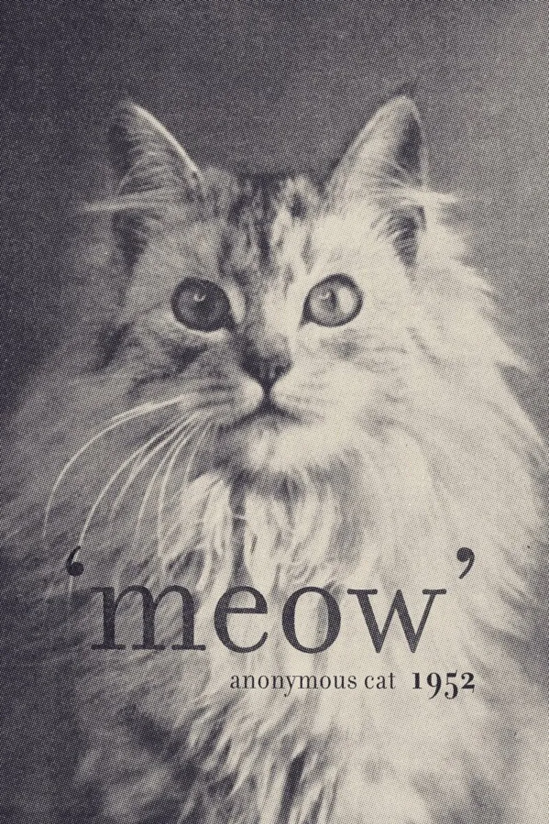 Famous Quote - Cat pellicola backlit da Florent Bodart