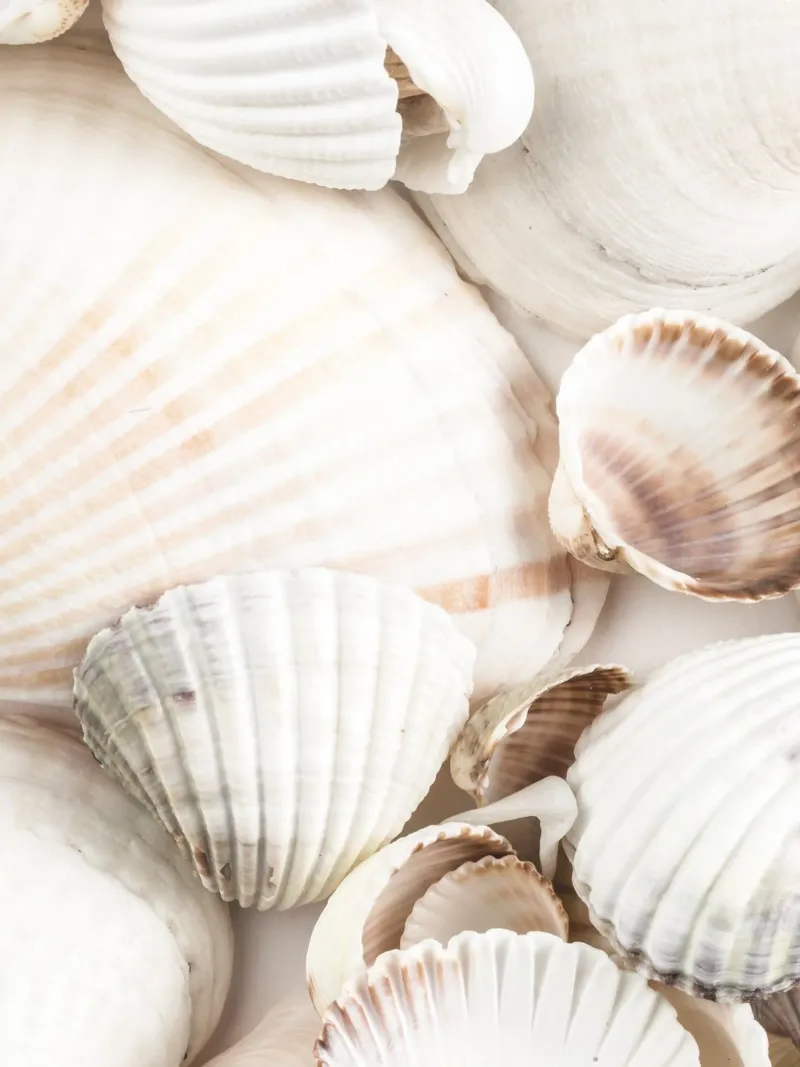 Design a conchiglia: un look marittimo naturale per la casa pellicola backlit da Whole©