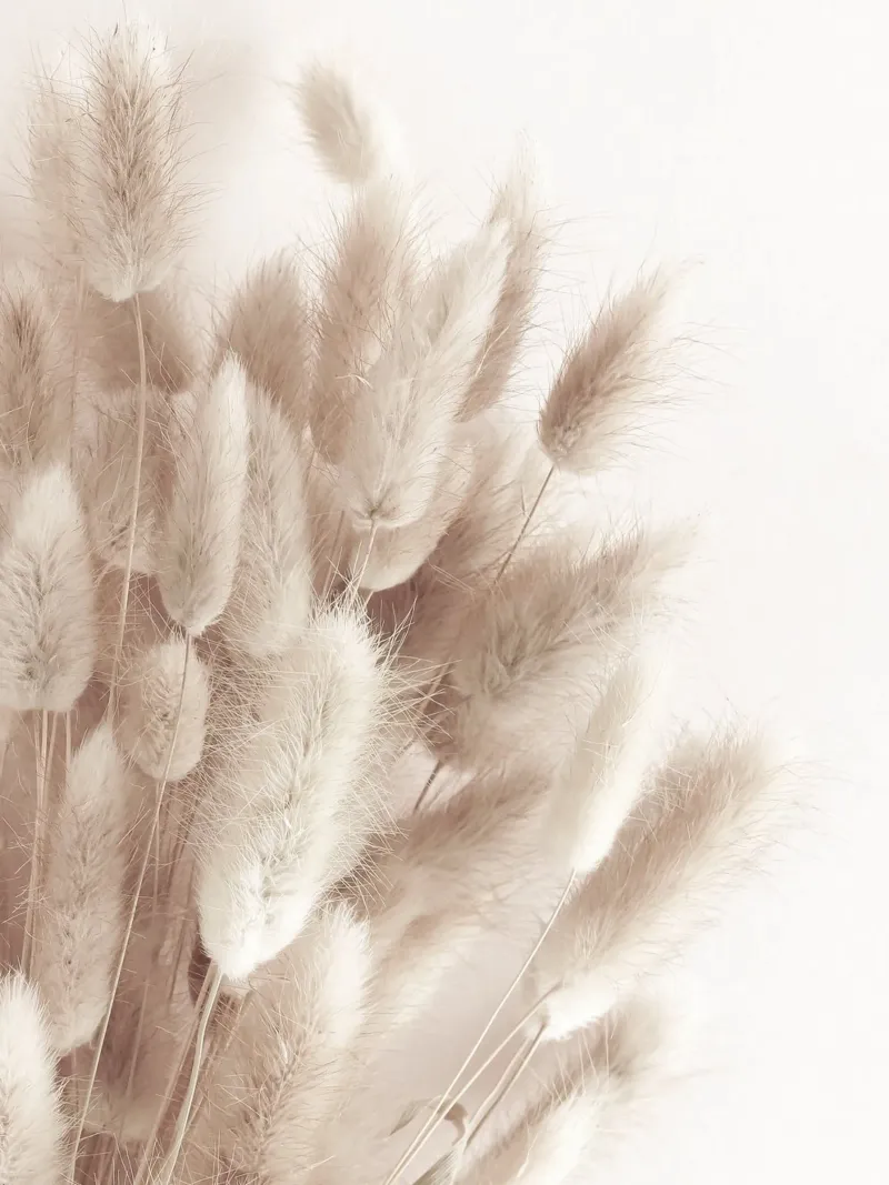 Soft pampas grass - natural elegance in boho style canvas by Whole©