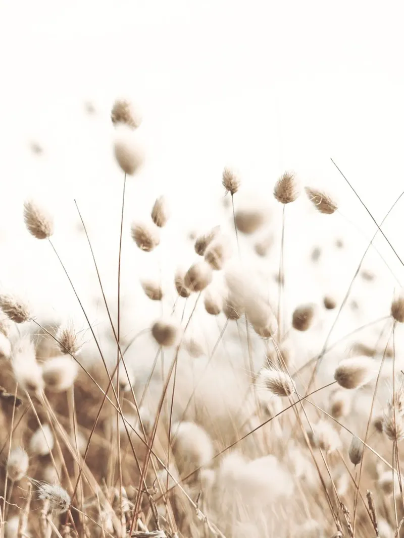 Soft grasses in the wind - boho-style nature photography canvas with Floater frame by Whole©
