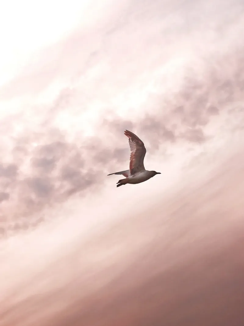 Libertà in volo - gabbiano davanti a un cielo roseo pellicola backlit da Whole©