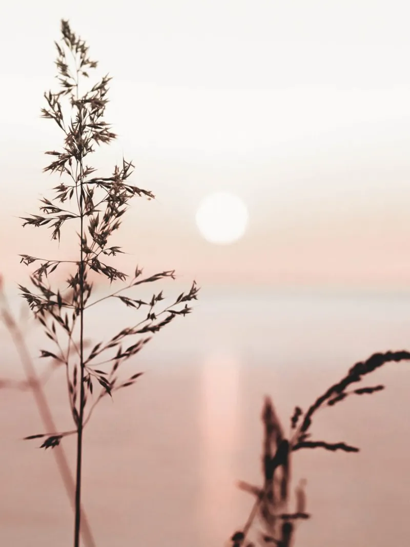 Grasses in the sunset - the tranquillity of nature hahnemühle by Whole©