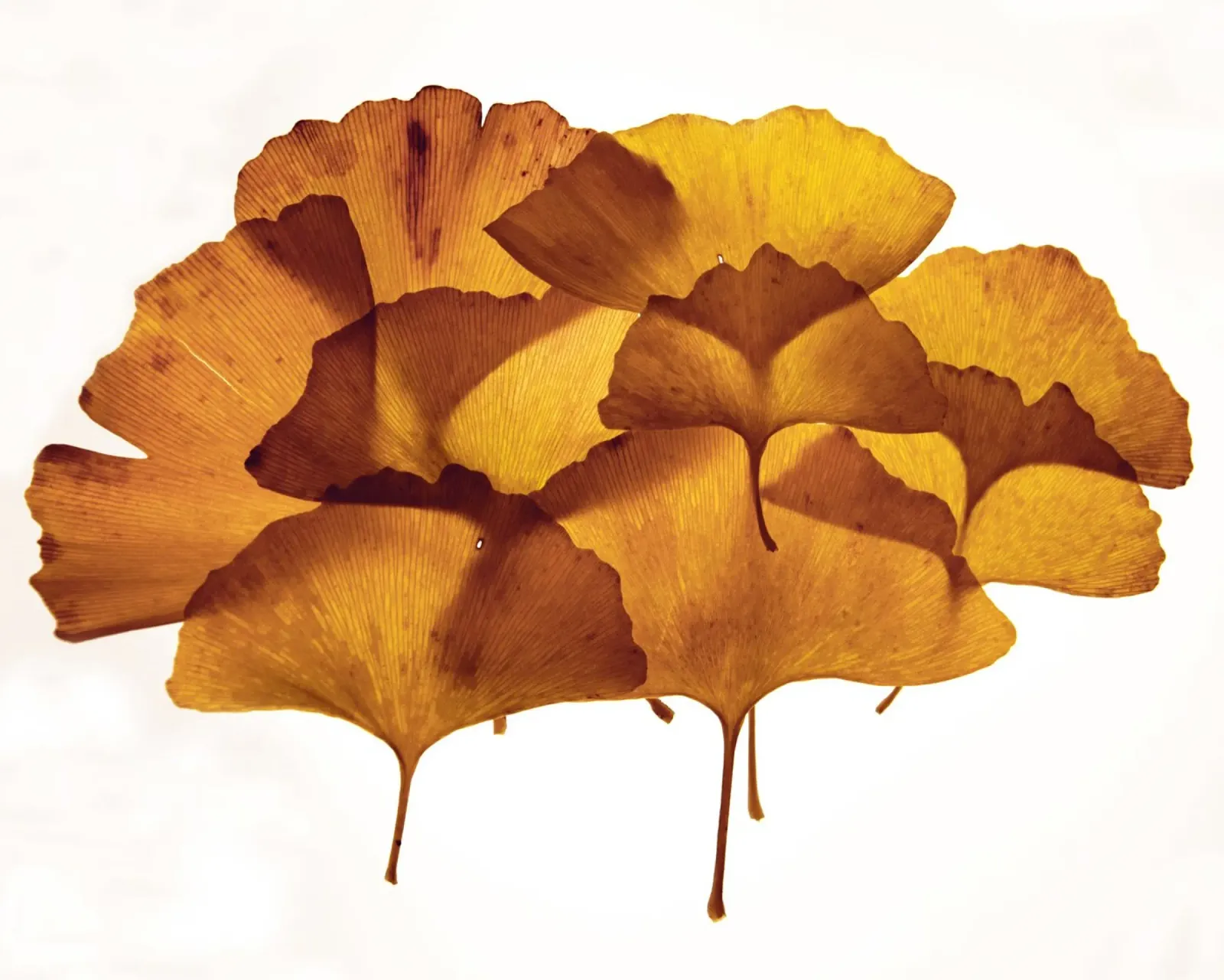 Composizione delle foglie di Ginkgo Biloba pellicola backlit da Teresa André