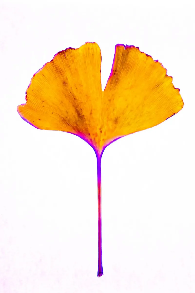 Ginkgo Biloba foglia pellicola backlit da Teresa André