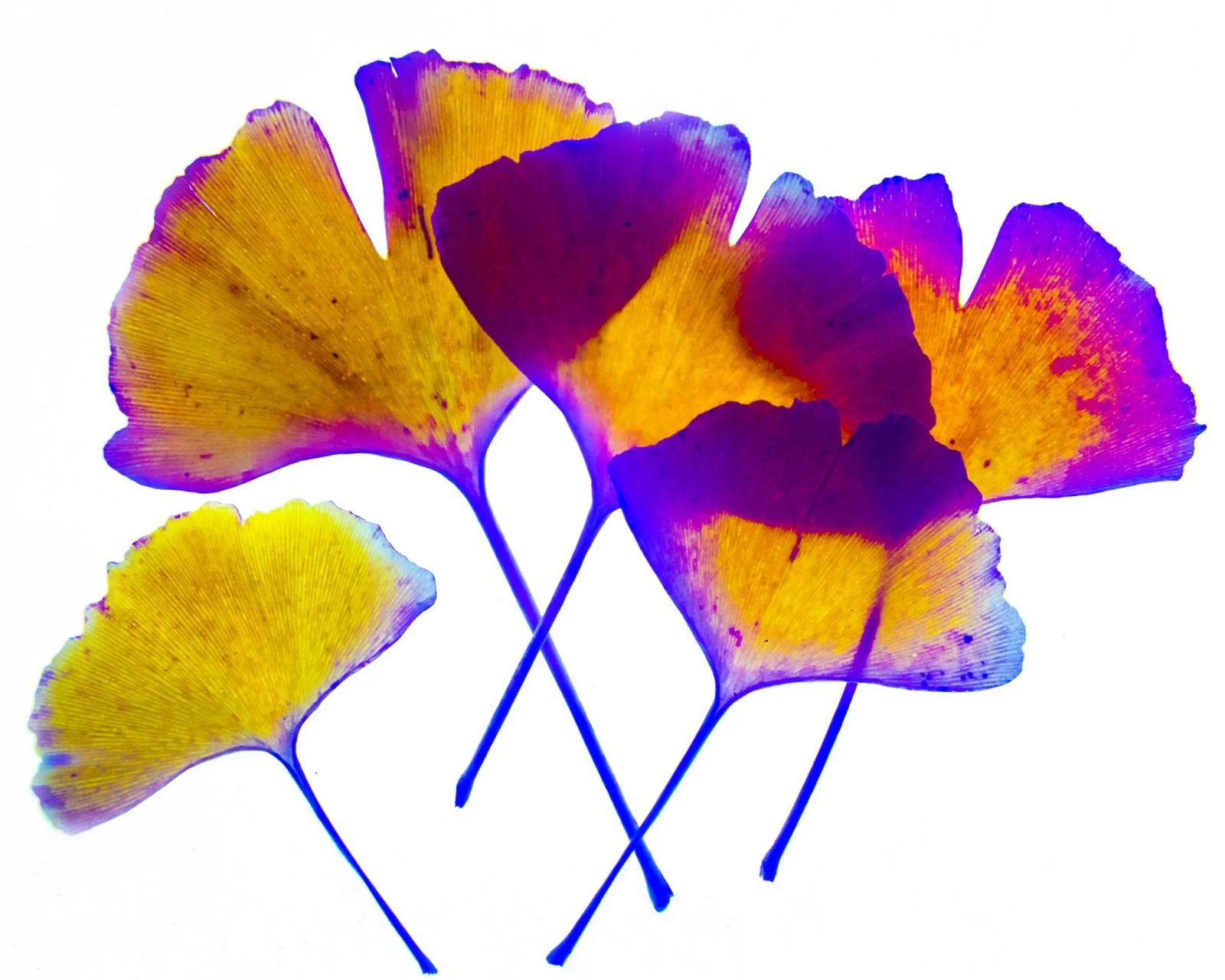 Ginkgo Biloba pellicola backlit da Teresa André