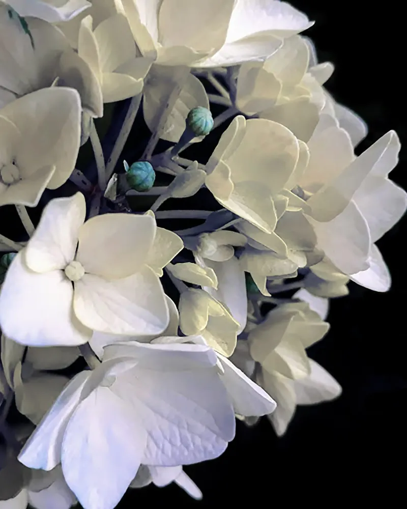 Ortensia da fiore alluminio dibond da Teresa André